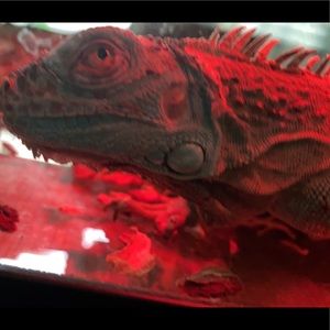 Meet your Posher, Shea